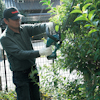Person i grå skjorta och keps trimmar en buske med batteridriven häcksax.